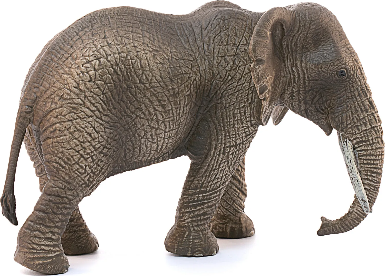 African Elephant, Female