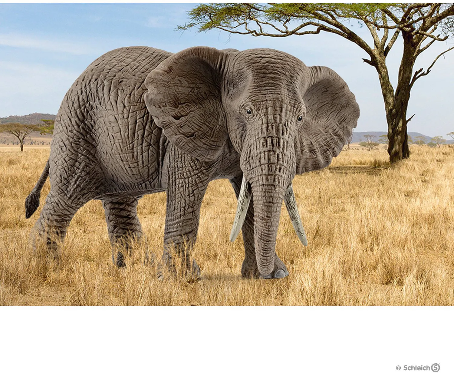 African Elephant, Female