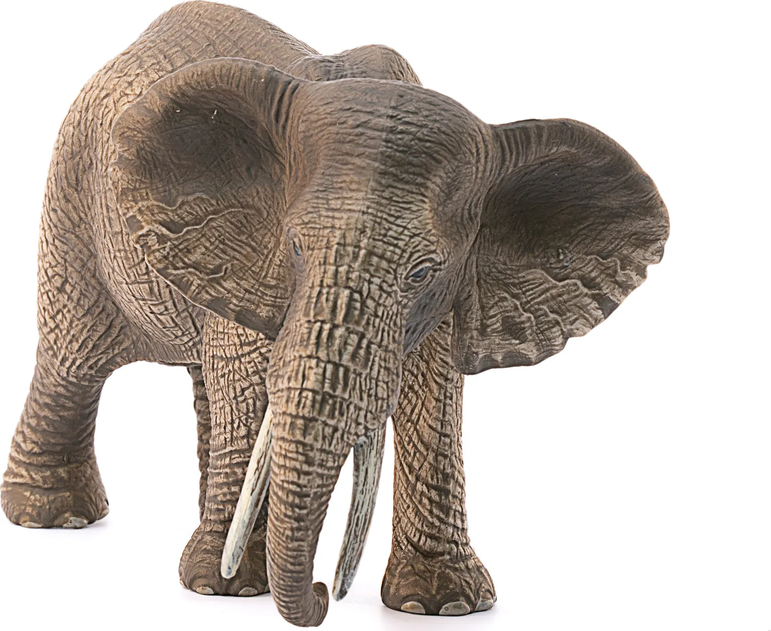 African Elephant, Female