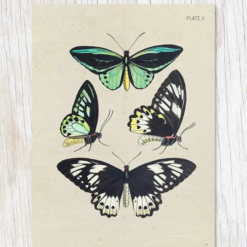 Cognitive Surplus Illustration Greeting Card Specimen Butterflies