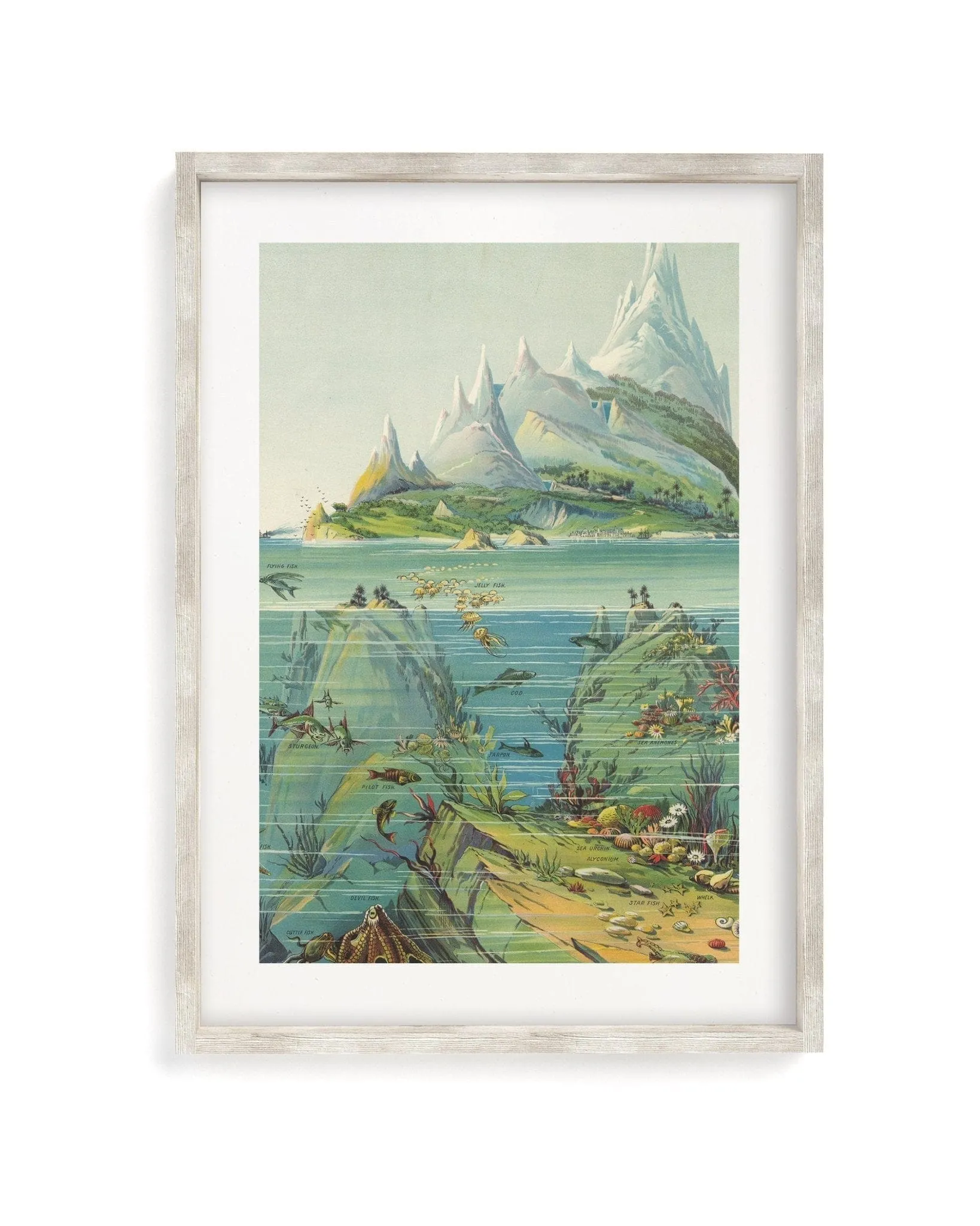 Ocean Regions Scientific Illustration Museum Print