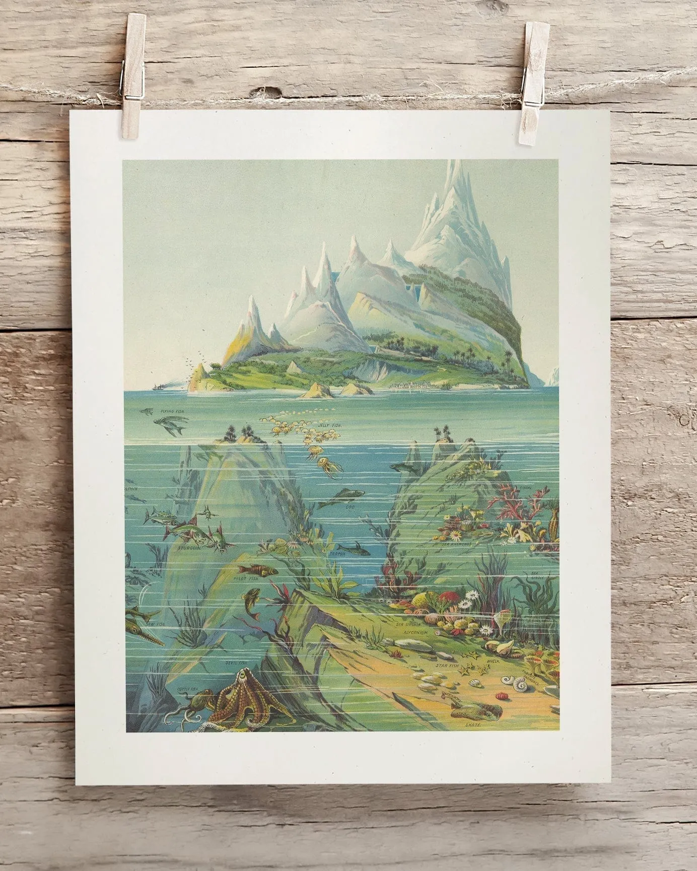 Ocean Regions Scientific Illustration Museum Print