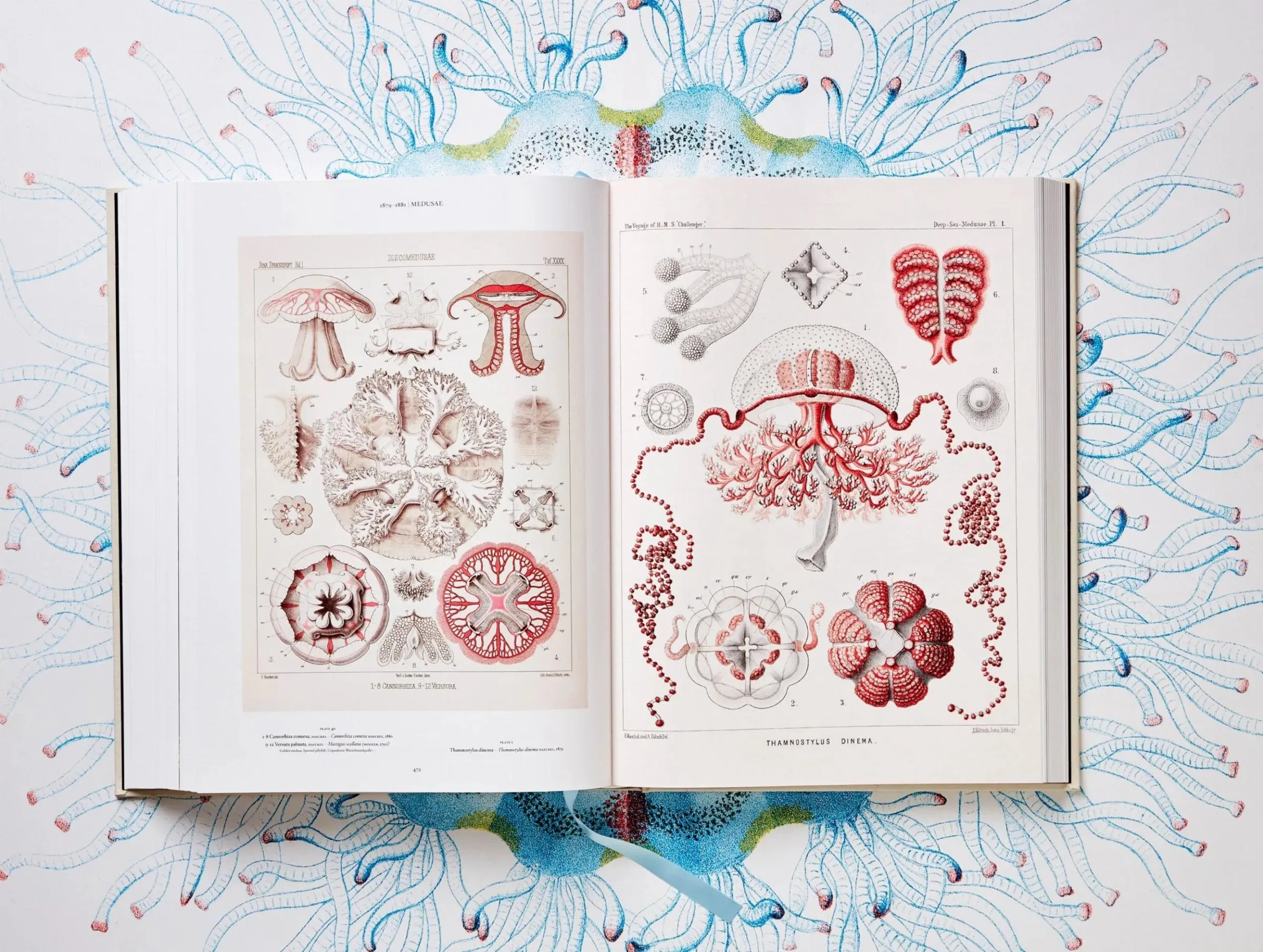 The Art and Science of Ernst Haeckel